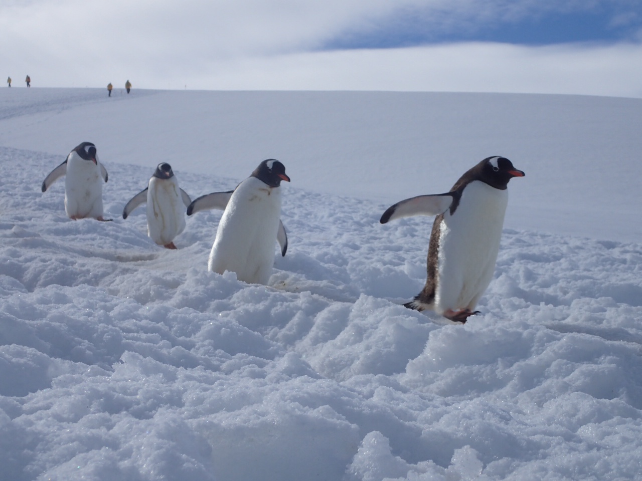 penguins>
                    </p>
                </figure>
            <figure>
                <p align=