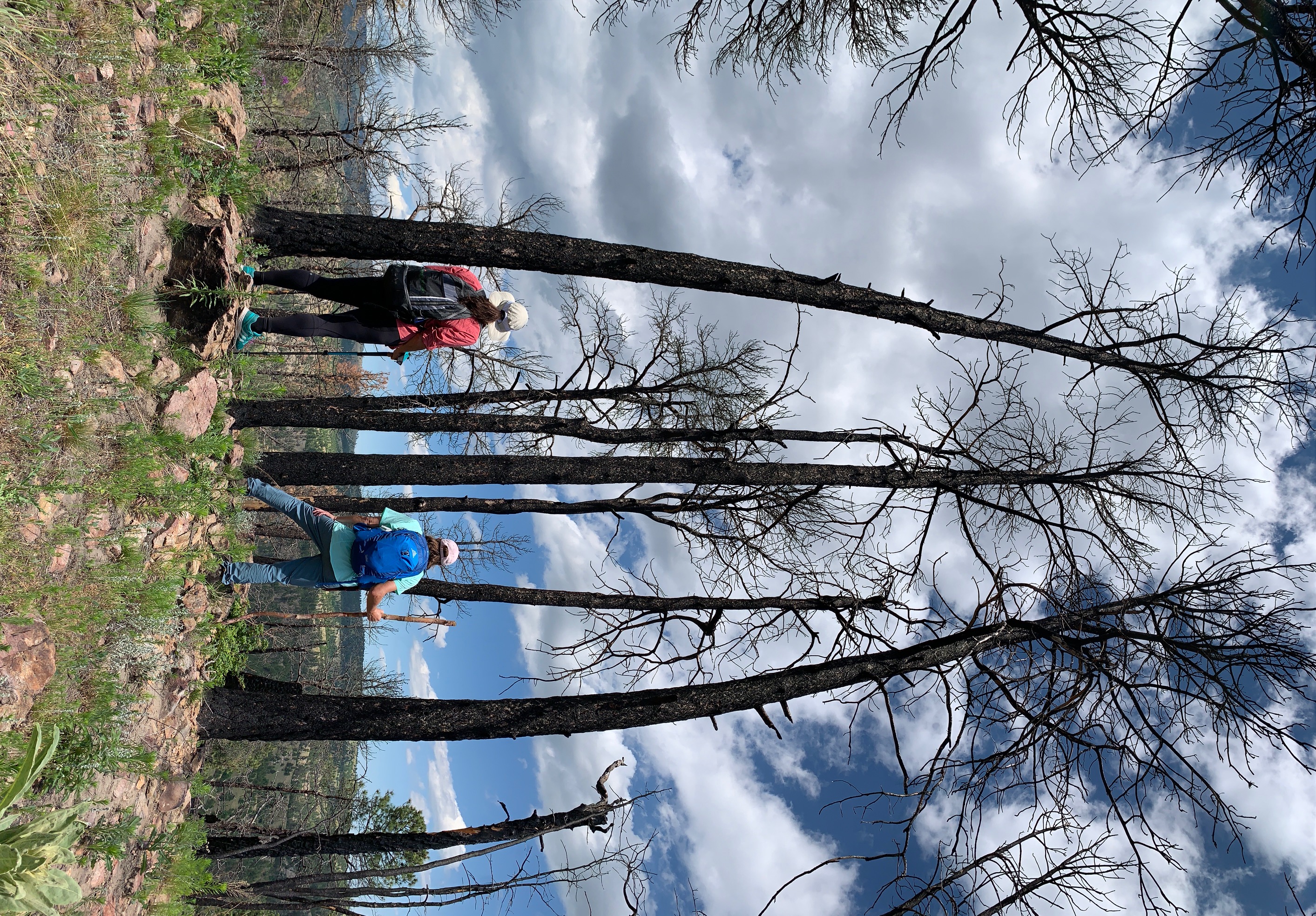 trees>
                    </a>
                    <a href=